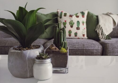 6 plantas de sombra para ter em casa!